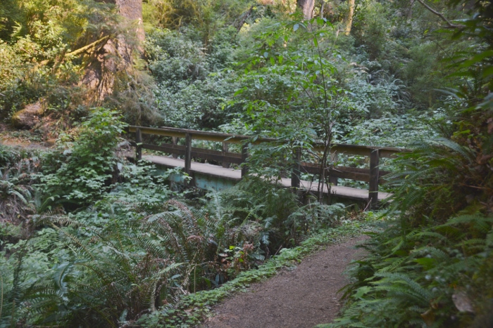 old forest growth on the trail to the giant sitka spruce